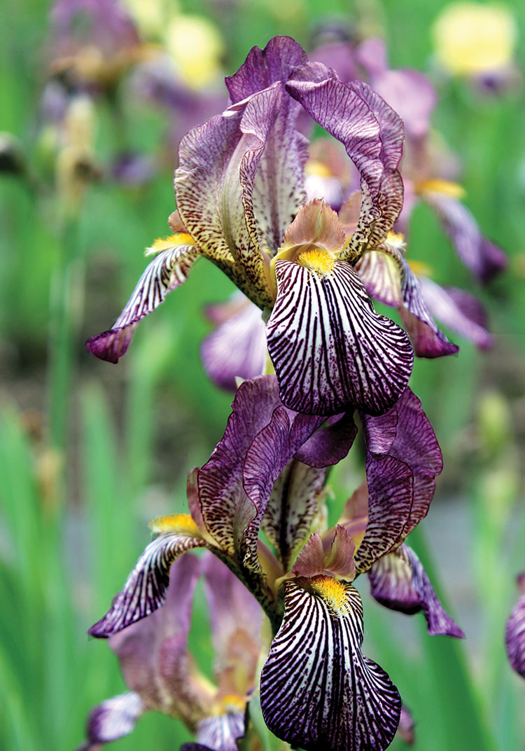 Demi-Deuil iris heirloom bulbs