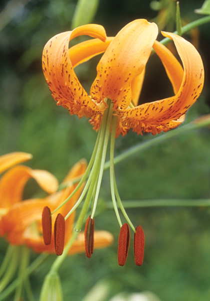 Henry’s  lily heirloom bulbs