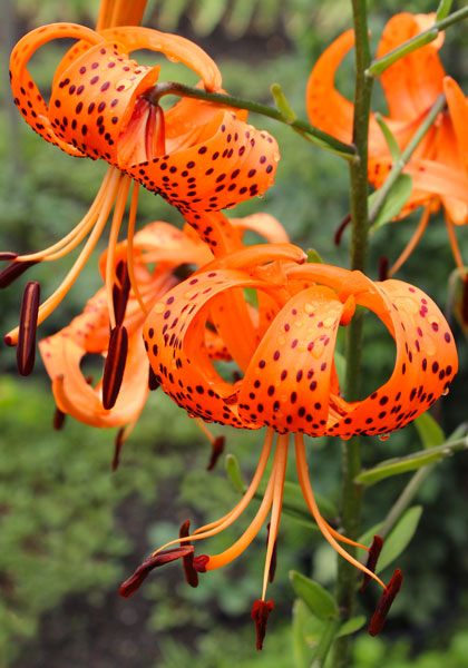 tiger  lily heirloom bulbs