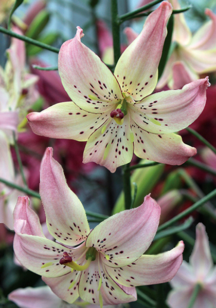 Corsage lily | Old House Gardens