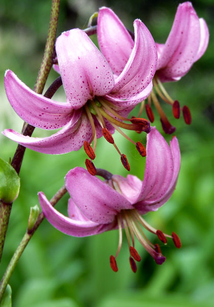 martagon  lily heirloom bulbs