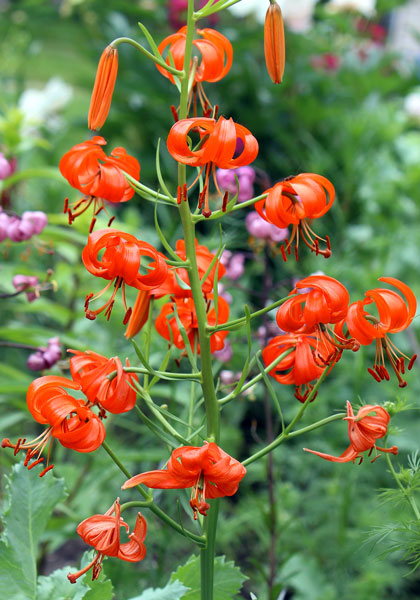 coral  lily heirloom bulbs