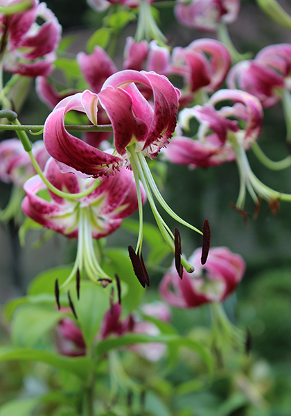 Heirloom Lily Bulbs