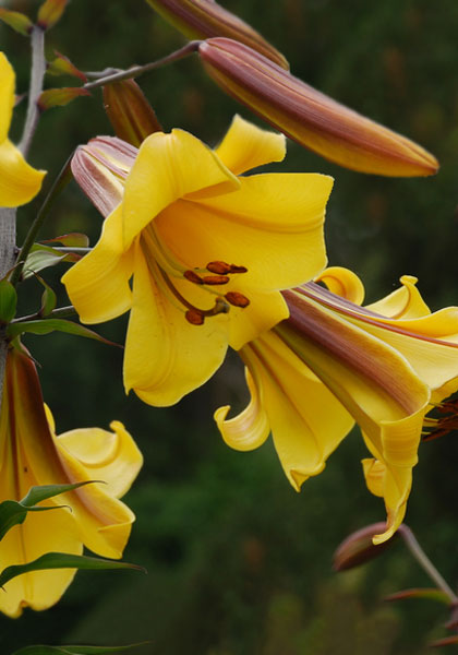 Golden Splendor lily heirloom bulbs