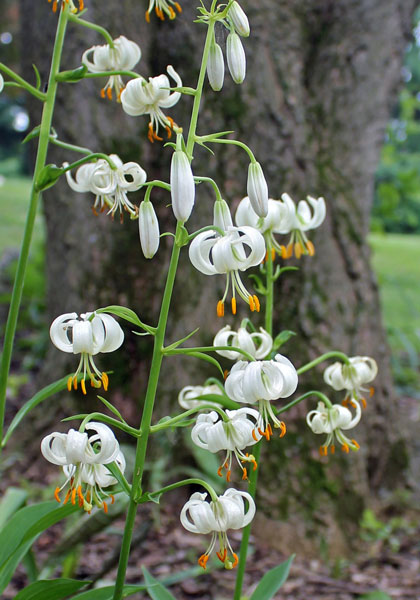 martagon, white lily heirloom bulbs