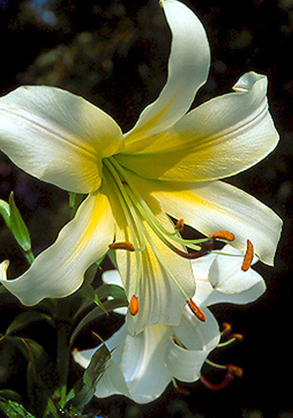 Silver Sunburst lily heirloom bulbs