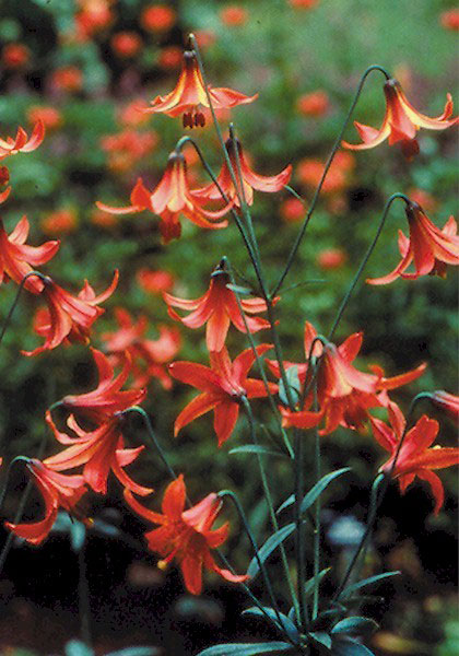 Red Meadow  lily heirloom bulbs