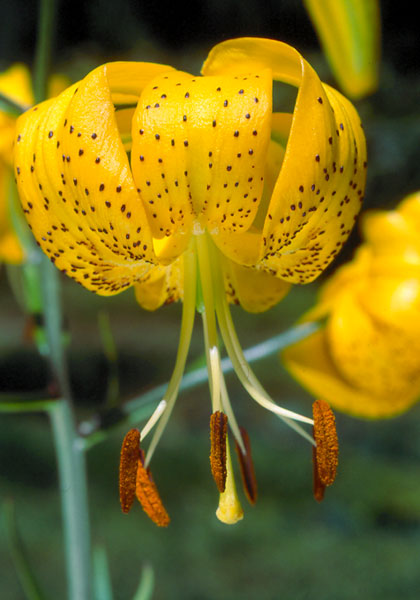 Citronella lily heirloom bulbs