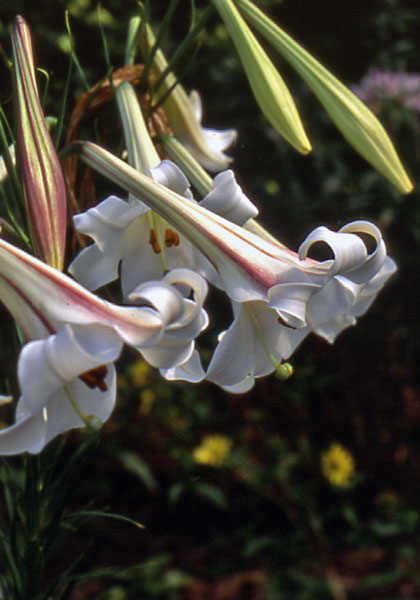 Formosa  lily heirloom bulbs