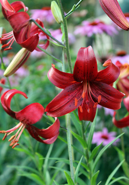 Red Velvet lily heirloom bulbs
