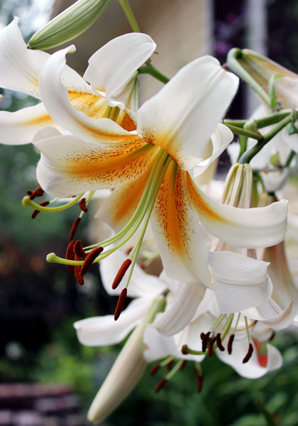White Henryi lily heirloom bulbs