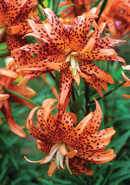 tiger , double lily heirloom bulbs