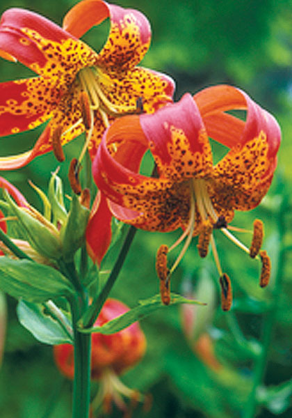 leopard  lily heirloom bulbs