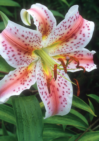 Excelsior lily heirloom bulbs