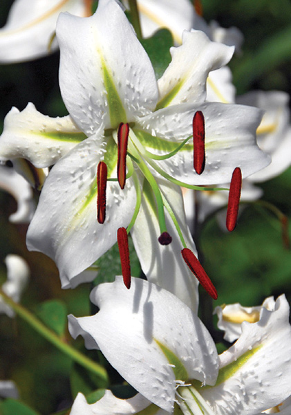 <i>speciosum album</i> lily heirloom bulbs