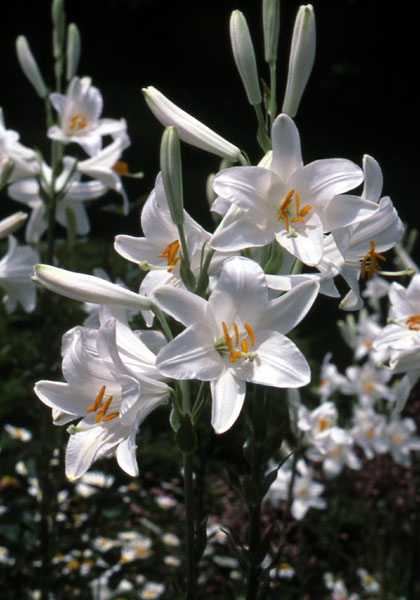 Madonna  lily heirloom bulbs