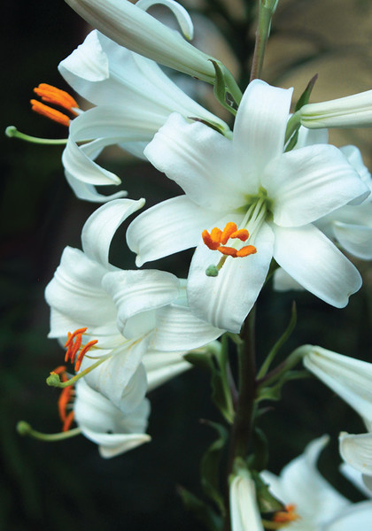 Madonna  lily heirloom bulbs