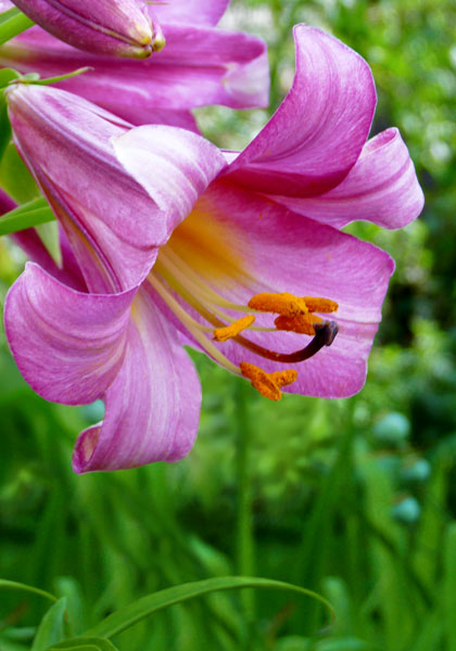 Pink Perfection lily heirloom bulbs