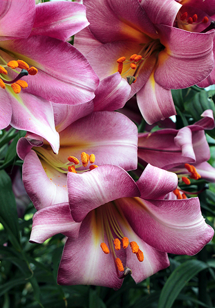 Pink Perfection lily heirloom bulbs
