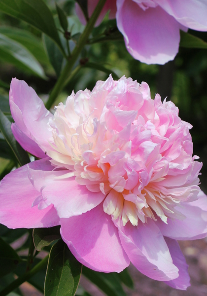 Madame Ducel peony heirloom bulbs