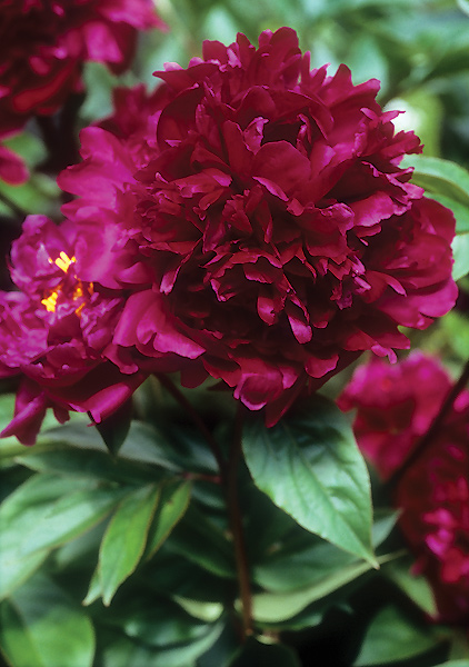 Mons. Martin Cahuzac peony heirloom bulbs