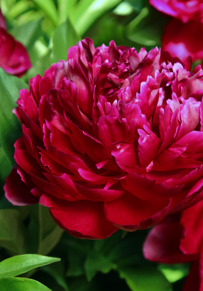 Rubra Plena peony heirloom bulbs