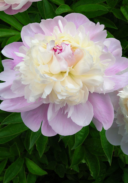 Chestine Gowdy peony heirloom bulbs