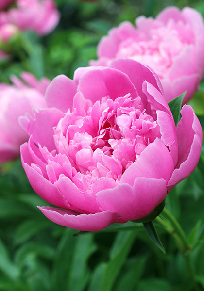 PEONIES