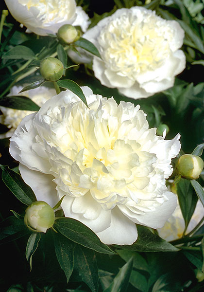 Duchesse de Nemours peony heirloom bulbs