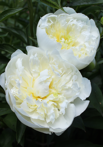 Classic Pink Peonies by New Vintage Handbags