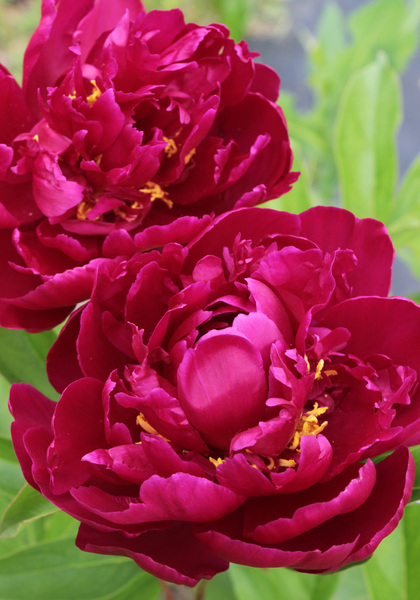 Rachel peony heirloom bulbs