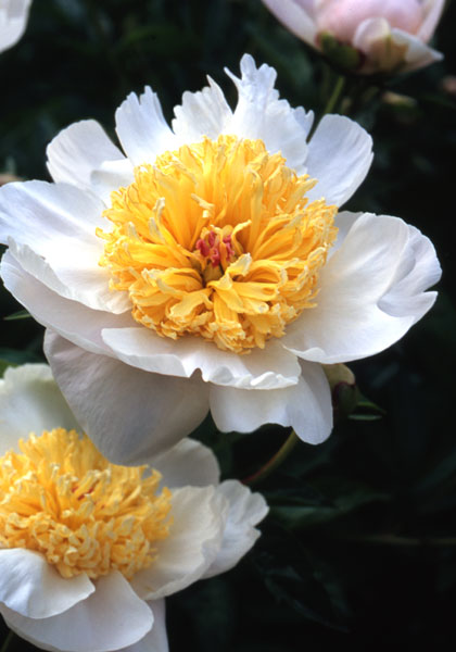 Polar Star peony | Old House Gardens