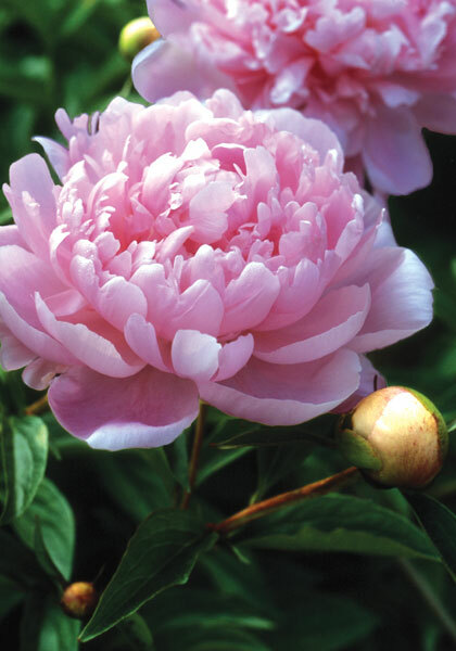 Walter Faxon peony heirloom bulbs