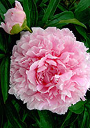 Hermione peony heirloom bulbs