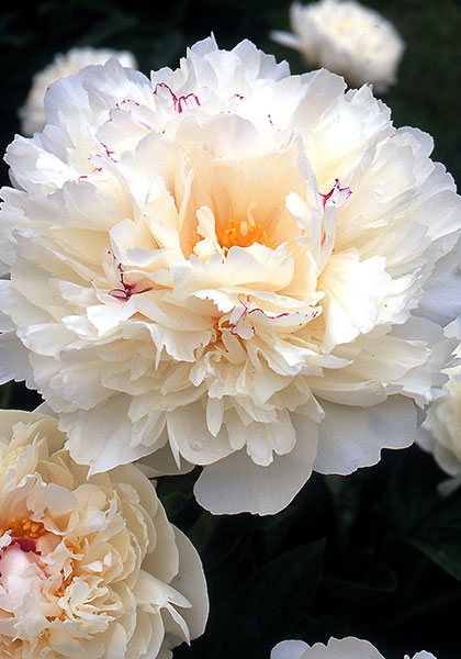 Couronne d’Or peony heirloom bulbs