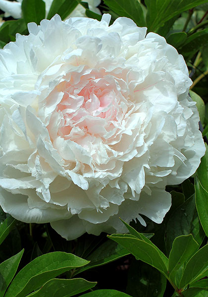 Elsa Sass peony heirloom bulbs