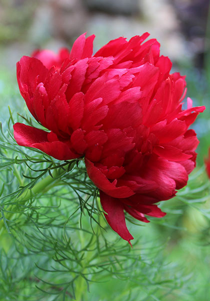 fern-leaf  peony heirloom bulbs