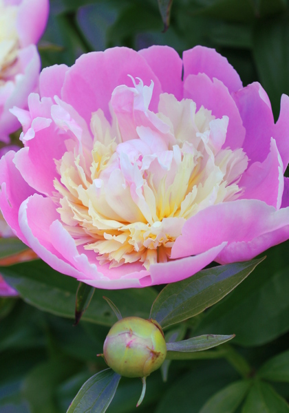 Philomele peony heirloom bulbs