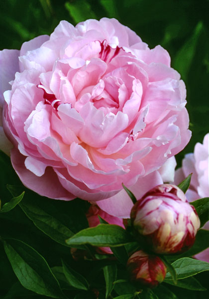 PEONIES