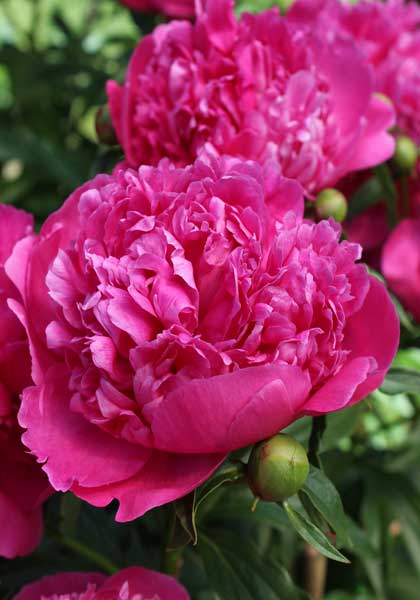 Marechal MacMahon peony heirloom bulbs