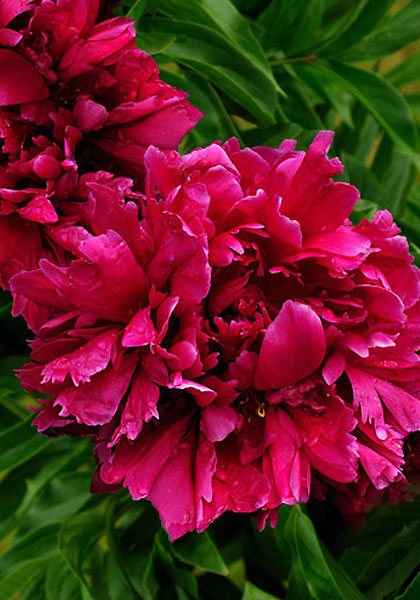 PEONIES