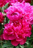 Shawnee Chief peony heirloom bulbs