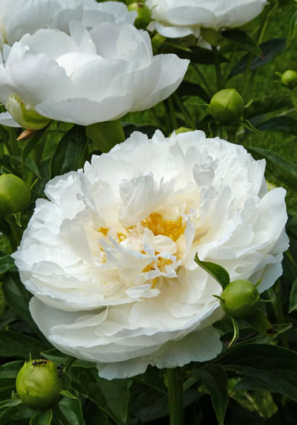 “Magnificent, Almost Immortal” Peonies – www.OldHouseGardens.com