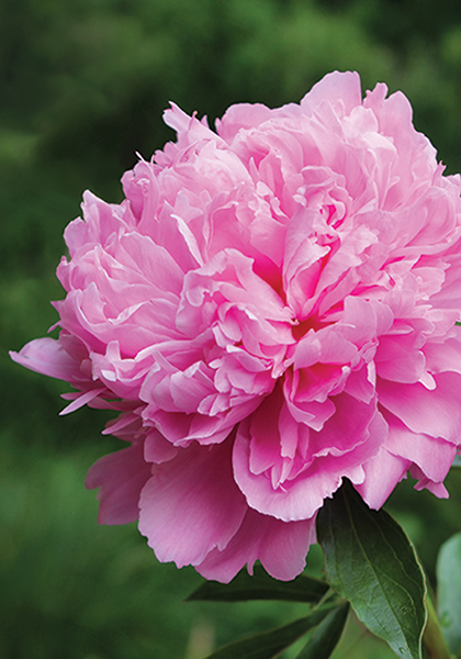 Grace Batson peony heirloom bulbs