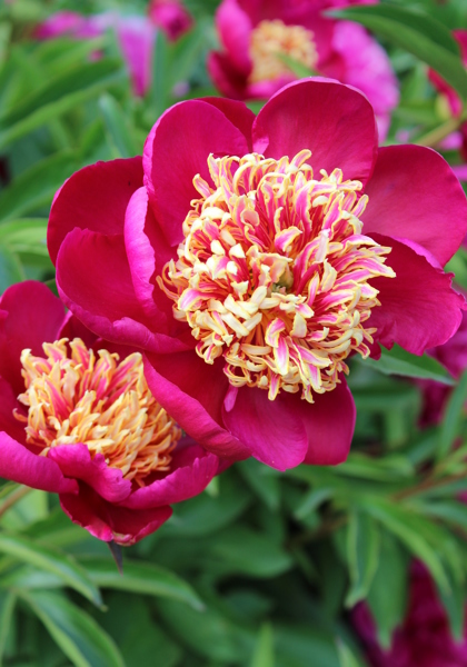 Sword Dance peony heirloom bulbs