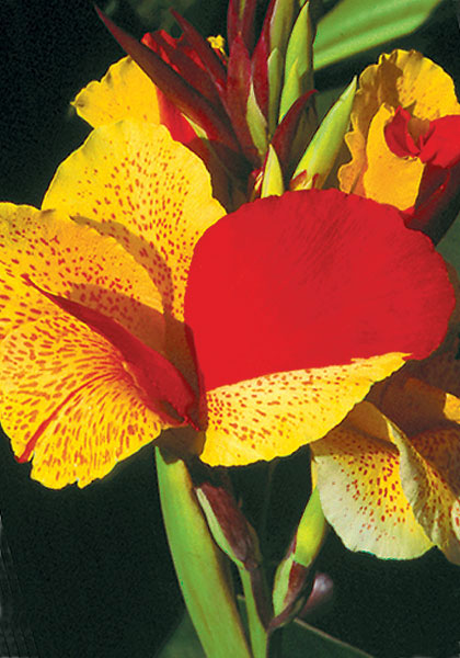 Cleopatra canna heirloom bulbs