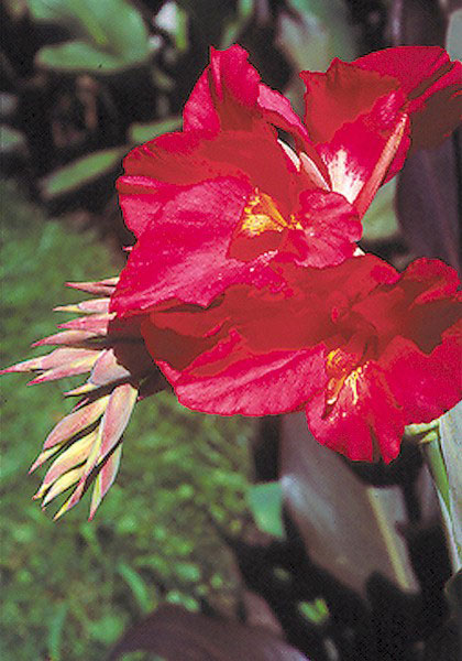 Prince Charmant canna heirloom bulbs