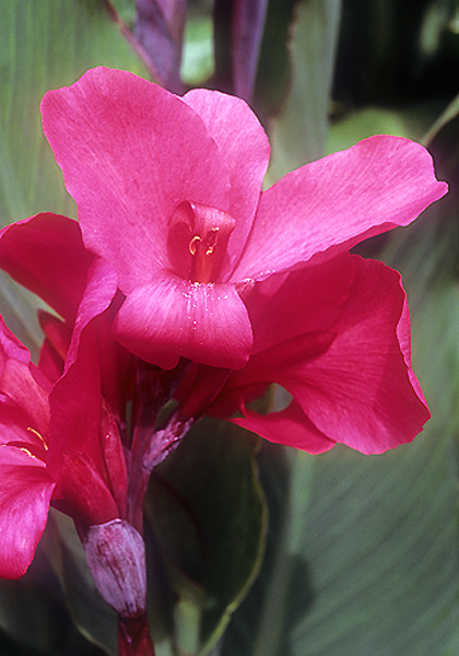 Centenaire de Rozain-Boucharlat canna heirloom bulbs