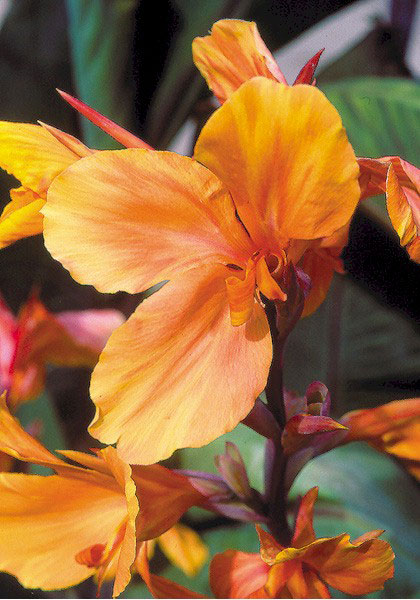 Liberation canna heirloom bulbs