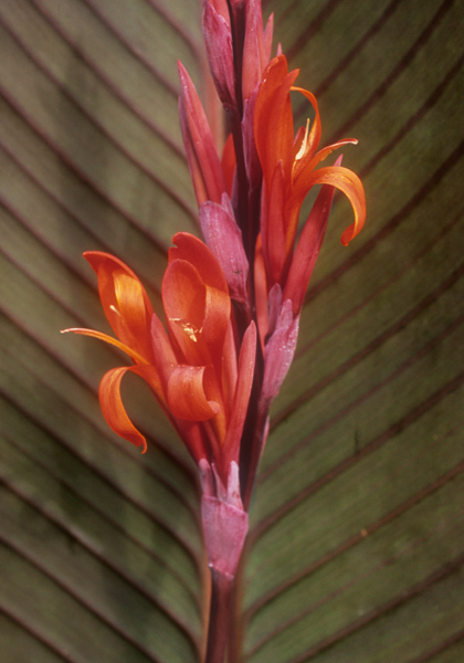 Indica Purpurea canna heirloom bulbs